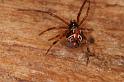 Parasteatoda_decorata_D7937_Z_88_North Stradbroke island_Australie